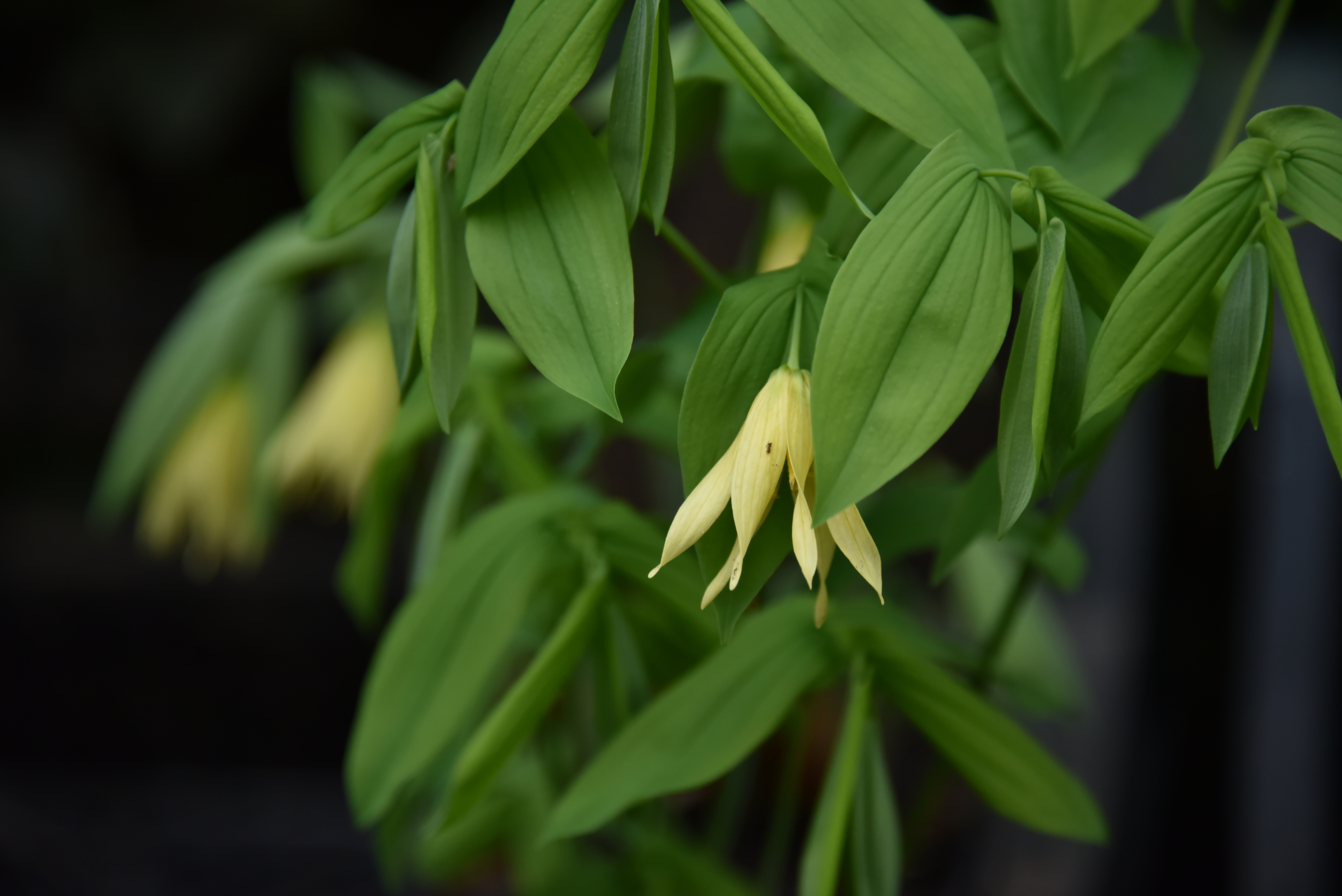 Uvularia grandiflora var. pallidaHuigkruid bestellen